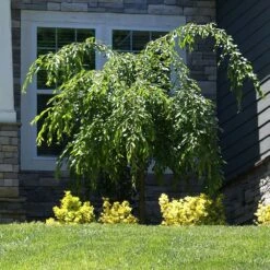 Weeping Extraordinaire™ Cherry Tree -Garden Plants Weeping Extraordinaire Cherry 4