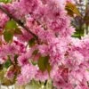 Weeping Extraordinaire™ Cherry Tree -Garden Plants Weeping Extraordinaire Cherry 600x600 6db8ddad cd8c 43b7 9fde 4fb4a2d1ced2