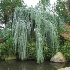 Weeping Blue Atlas Cedar Tree 9 Weeping Blue Atlas Cedar Tree -Garden Plants Weeping Blue atlas Cedar 1