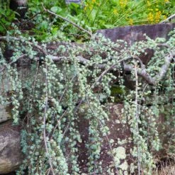 Weeping Blue Atlas Cedar Tree 8 Weeping Blue Atlas Cedar Tree -Garden Plants Weeping Blue atlas Cedar 5 FGT