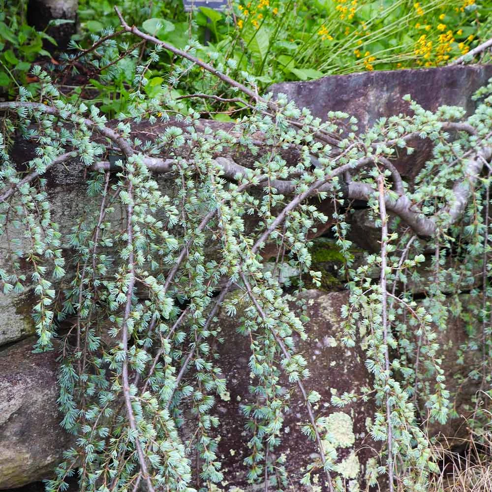 Weeping Blue Atlas Cedar Tree 5 Weeping Blue Atlas Cedar Tree - Image 3