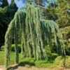 Weeping Blue Atlas Cedar Tree -Garden Plants Weeping Blue atlas Cedar FGT 600x600 620d59be 203f 4004 b56d 59c520d54305