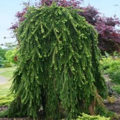 Weeping Norway Spruce Tree 7 Weeping Norway Spruce Tree -Garden Plants Weeping Norway SPruce 2