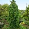 Weeping Norway Spruce Tree -Garden Plants Weeping Norway SPruce FGT 600x600 d111cbd0 5666 4827 8dfd af7284e7506e