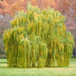 Weeping Willow -Garden Plants Weeping Willow 11 FGT