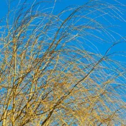 Weeping Willow -Garden Plants Weeping Willow 14