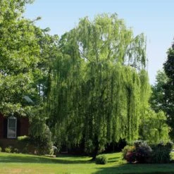 Weeping Willow -Garden Plants Weeping Willow 2 FGT