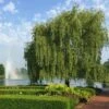 Weeping Willow -Garden Plants Weeping Willow FGT 600x600 b02e8bcf 24b9 48b6 9038 817ddd25cb18