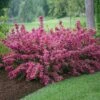 Sonic Bloom® Weigela Shrub -Garden Plants Weigela Sonic Bloom Pink FGT 600x600 b76c560e 7c40 440b 8368 37b9949f794e