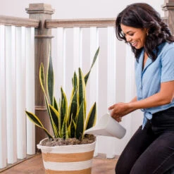 Air-Purifying House Plant Kit -Garden Plants Whie Watering Can 2 af5196b4 a77c 4b15 b895 8aae9ad1b861