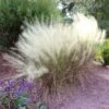 White Cloud Muhly Grass -Garden Plants White Cloud Muhly Grass FGT 600x600 d8a1f48b 237f 4352 8030 fb79a8192b80