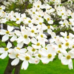 White Dogwood 12 White Dogwood -Garden Plants White Dogwood 19 FGT