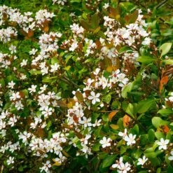 Snow White Indian Hawthorn Shrub -Garden Plants White Indian Hawthorn 1
