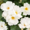 White Knock Out® Rose -Garden Plants White Knockout Rose FGT 600x600 fc28c2f4 7035 4827 9469 63a39fd1b55c