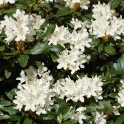 White Rhododendron -Garden Plants White Rhododendron 2 FGT