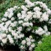 White Rhododendron -Garden Plants White Rhododendron FGT 600x600 2e6f5762 d561 4abf be22 376d963cbe0f