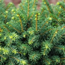 White Spruce Tree 9 White Spruce Tree -Garden Plants White Spruce Tree 3 FGT