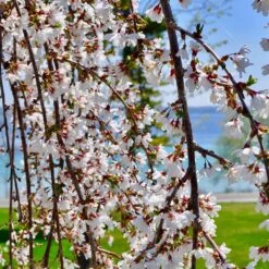 White Weeping Cherry Tree -Garden Plants White Weeping Cherry 3 FGT
