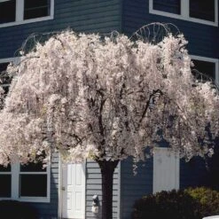 White Weeping Cherry Tree -Garden Plants White Weeping Cherry 6