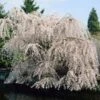 White Weeping Cherry Tree -Garden Plants White Weeping Cherry FGT 600x600 2772d3e2 e793 4828 9adb a164daf8ea05