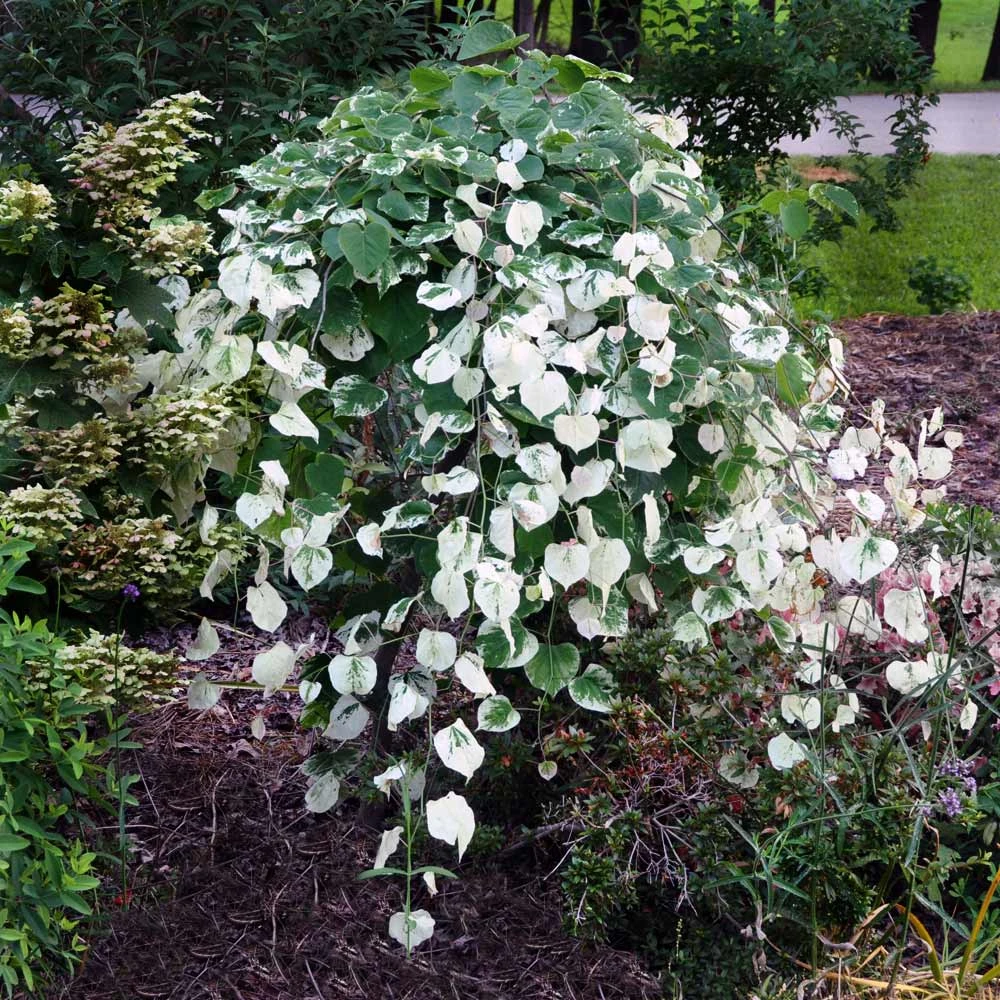 Whitewater Redbud Tree 4 Whitewater Redbud Tree - Image 2
