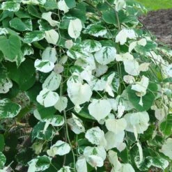 Whitewater Redbud Tree 8 Whitewater Redbud Tree -Garden Plants Whitewater Redbud 2