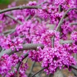 Whitewater Redbud Tree 9 Whitewater Redbud Tree -Garden Plants Whitewater Redbud 3