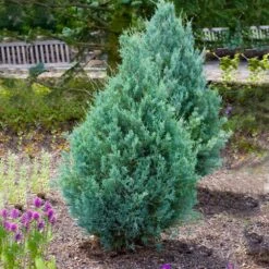 Juniper 'Wichita Blue' Tree -Garden Plants Wichita Blue Juniper 4