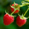 Willamette Red Raspberry Bush -Garden Plants Wiliamette Raspberry FGT 600x600 f266ea61 ef46 4719 9b73 2def5407c6b2
