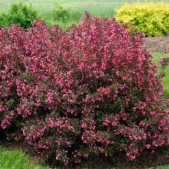 Wine & Roses® Weigela Shrub -Garden Plants Wine and Roses Weigela 2 FGT