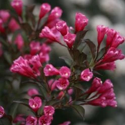 Wine & Roses® Weigela Shrub -Garden Plants Wine and Roses Weigela 3 FGT