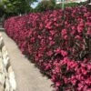 Wine & Roses® Weigela Shrub -Garden Plants Wine and Roses Weigela FGT 600x600 d74ae86a 2173 4bf4 b1f2 152c59933f3d