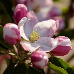 Winesap Apple Tree -Garden Plants Winesap Apples 3