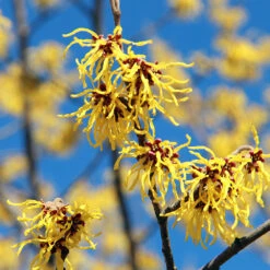 Common Witch Hazel Shrub -Garden Plants Witch Hazel 1