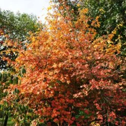 Common Witch Hazel Shrub -Garden Plants Witch Hazel 7