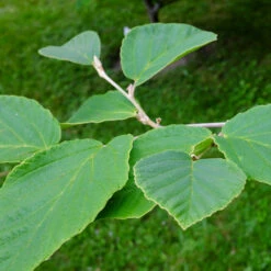 Diane Witch Hazel Shrub -Garden Plants Witch Hazel Diane 2