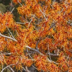 Jelena Witch Hazel Shrub -Garden Plants Witch Hazel Jelena 1