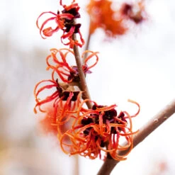 Jelena Witch Hazel Shrub -Garden Plants Witch Hazel Jelena 2