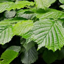 Jelena Witch Hazel Shrub -Garden Plants Witch Hazel Jelena 4