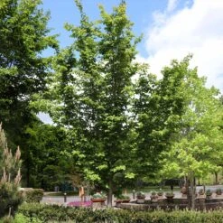 Jelena Witch Hazel Shrub -Garden Plants Witch Hazel Jelena 6