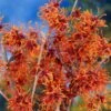 Jelena Witch Hazel Shrub -Garden Plants Witch Hazel Jelena 600x600jpg