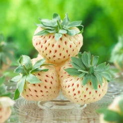 Pineberry -Garden Plants Wonderful Pineberry 8