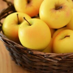 Golden Delicious Apple Tree -Garden Plants Yellow Delicious Apples 4 FGT