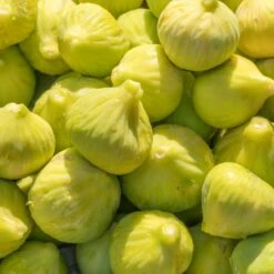 Yellow Fig Tree -Garden Plants Yellow Fig 1