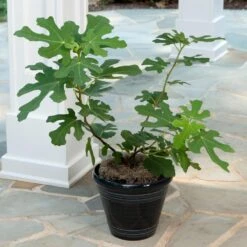 Yellow Fig Tree -Garden Plants Yellow Fig 4