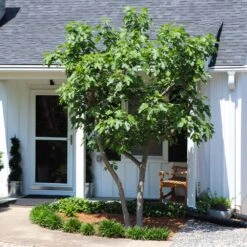 Yellow Fig Tree -Garden Plants Yellow Fig 5