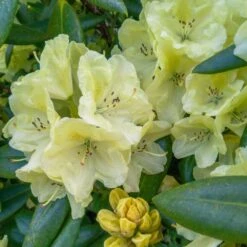 Yellow Rhododendron -Garden Plants Yellow Rhododendron 2 FGT