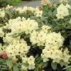 Yellow Rhododendron -Garden Plants Yellow Rhododendron FGT 600x600 da90324d 690b 4a8b 80bc 906a033d948e