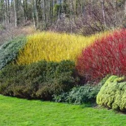 Yellow Twig Dogwood Shrub -Garden Plants Yellow Twig Dogwood 1