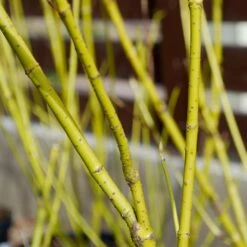 Yellow Twig Dogwood Shrub -Garden Plants Yellow Twig Dogwood 4 FGT